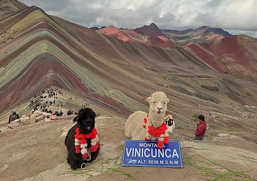 Alpacas with the colorful landscape of Rainbow Mountain Peru